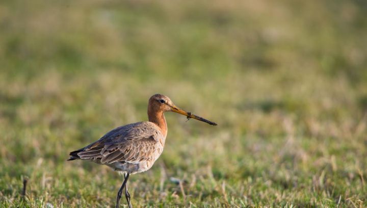 Tierfürsorge - VVV Ameland