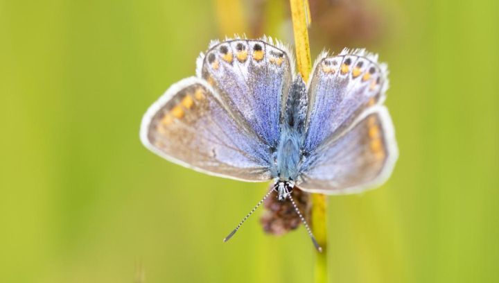 Flora und fauna auf Ameland