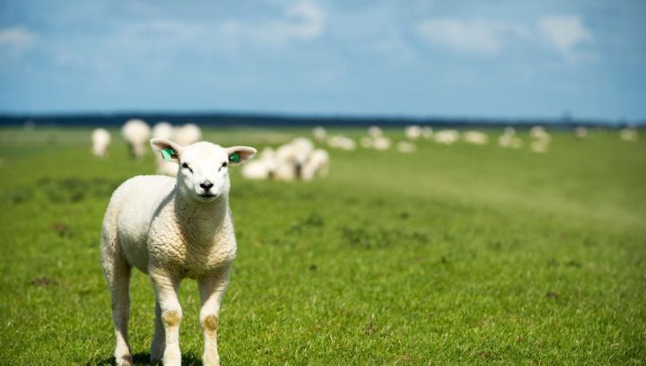 Gruppenhäuser Ballum - VVV Ameland