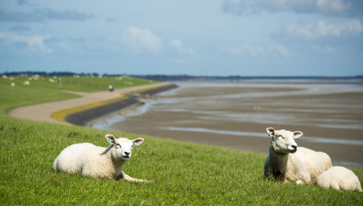 Ferienhäuser Nes 7 oder mehr Personen - VVV Ameland