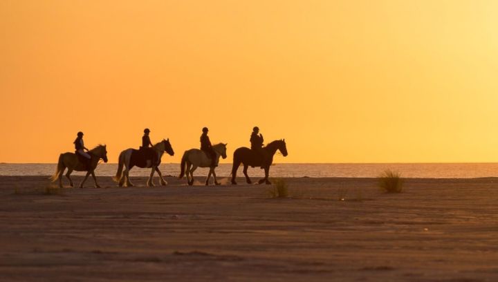 Reiten und Planwagenfahrten - VVV Ameland