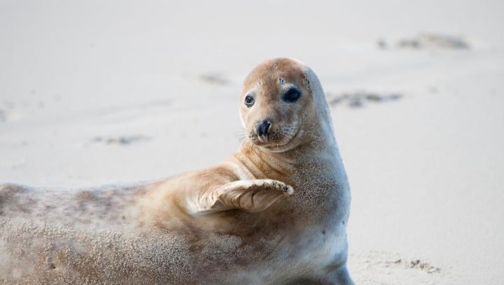 Bootsfahrten zu den Seehundbänken Ameland - VVV Ameland