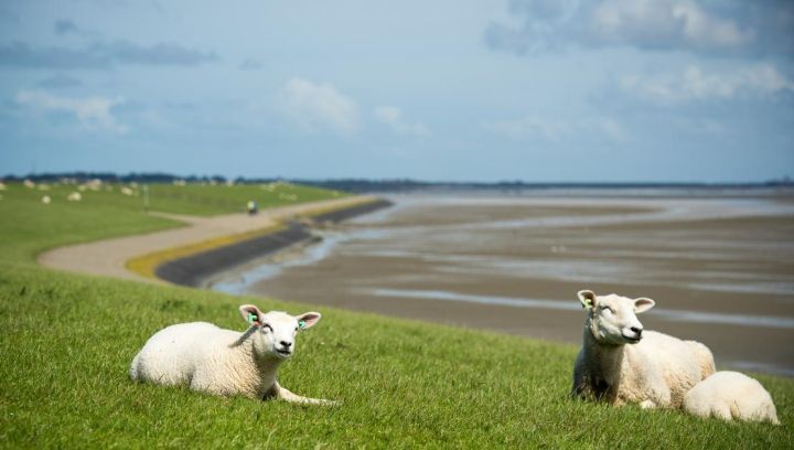 Taxis - VVV Ameland