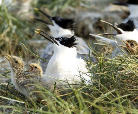 Natur - VVV Ameland