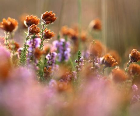 Natur - VVV Ameland