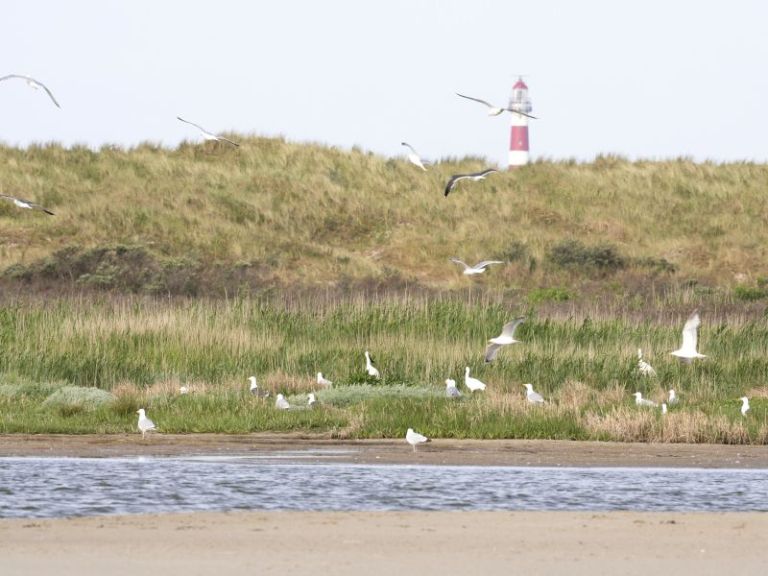 Die Entstehung Amelands - VVV Ameland