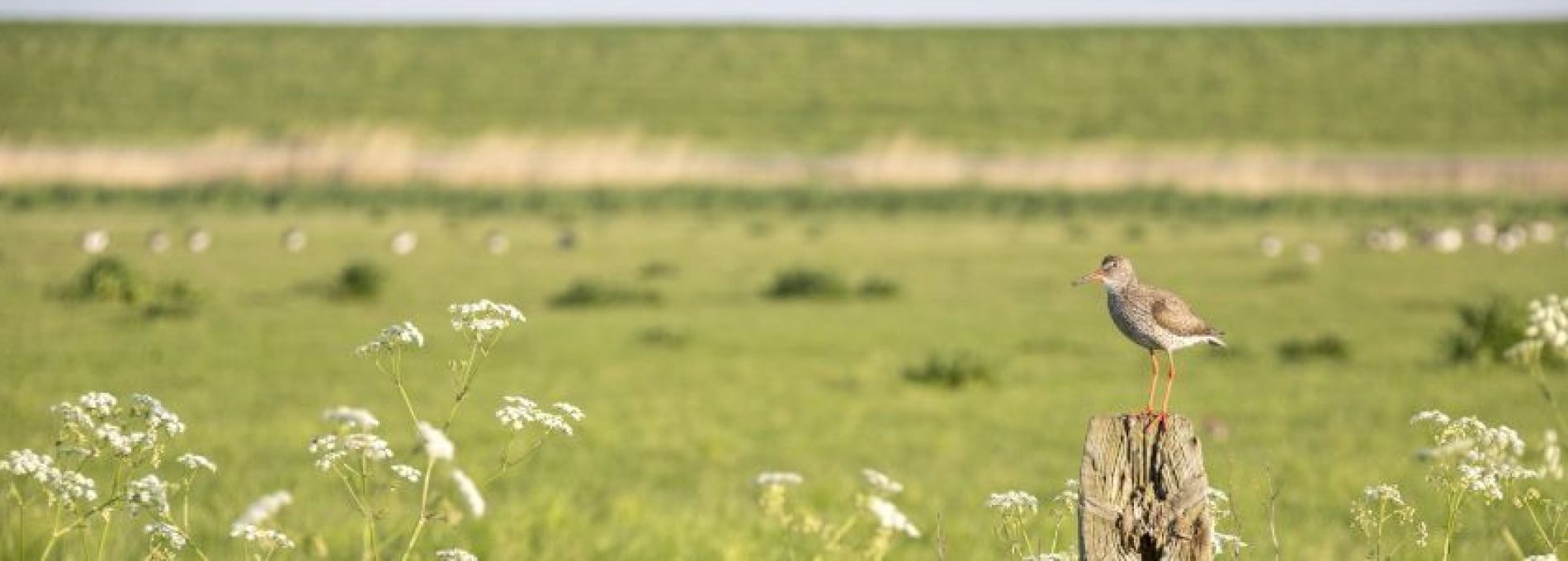 Häufig gestelte Fragen über Tere auf Ameland- VVV Ameland.