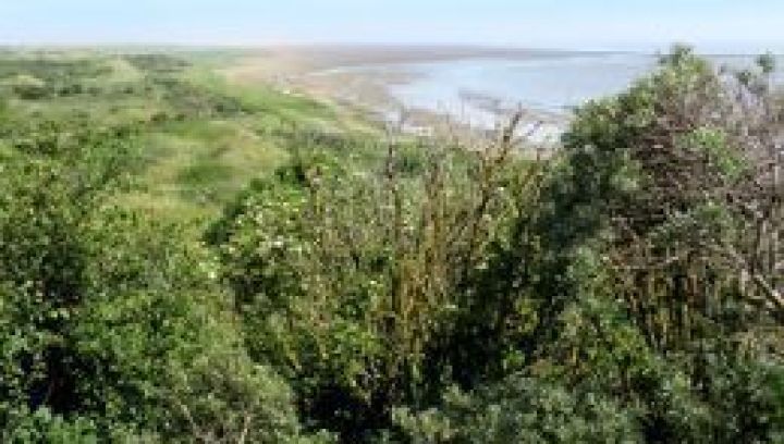 Natur auf Ameland