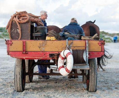 Pferdeinsel Ameland - VVV Ameland