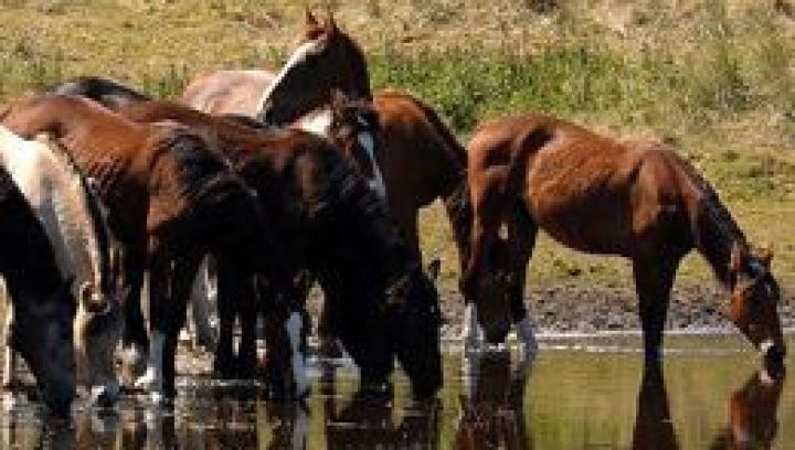 Pferdeinsel Ameland - VVV Ameland