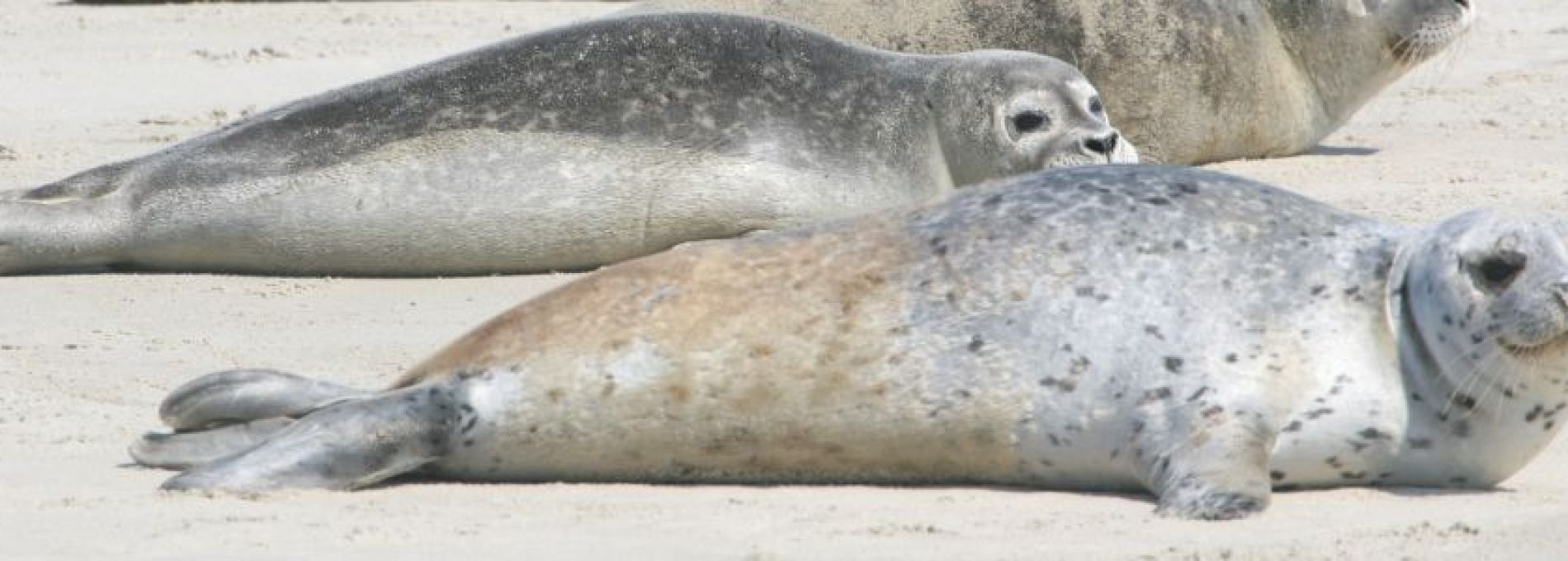 Häufig gestelte Fragen über Events und Aktivitäten auf Ameland - VVV Ameland