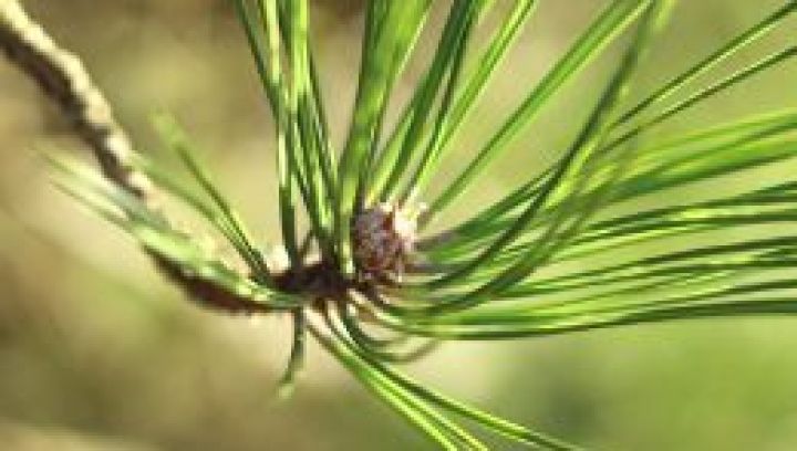 Spelregels in het bos - VVV Ameland