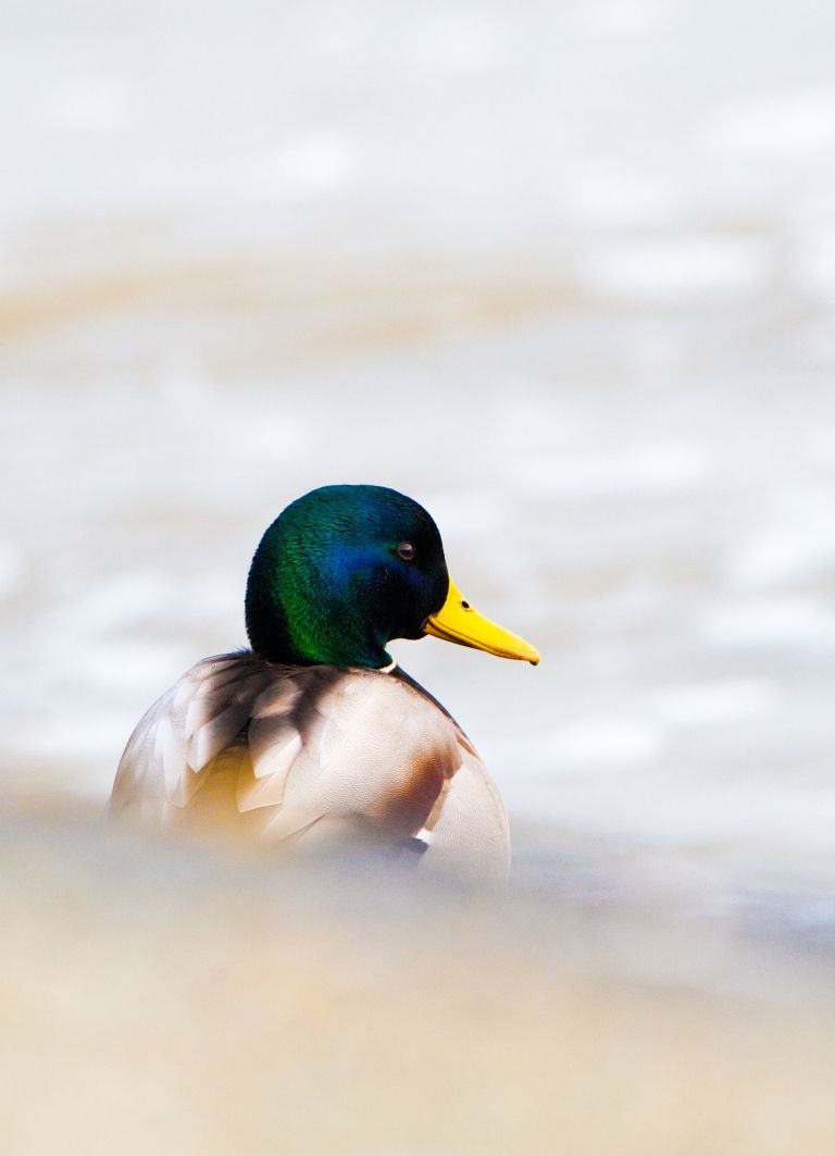 Ententeich Hollum - VVV Ameland