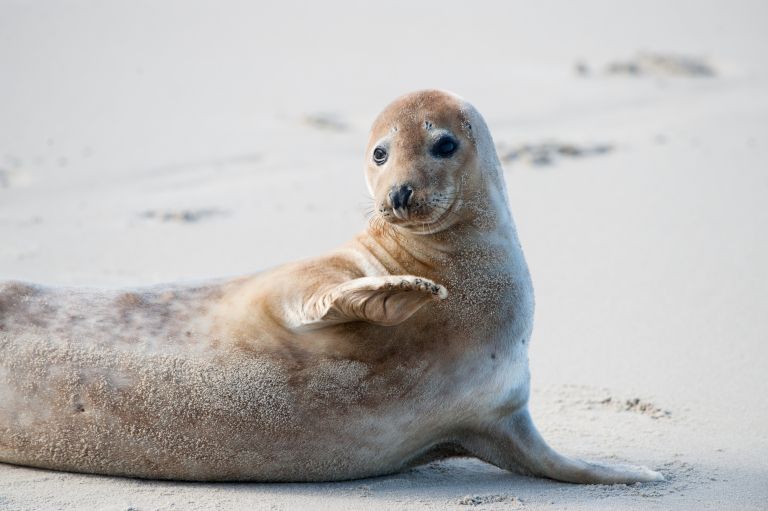 15x Unternehmungen mit Kindern auf Ameland - von Strand bis Schatzsuche - VVV Ameland
