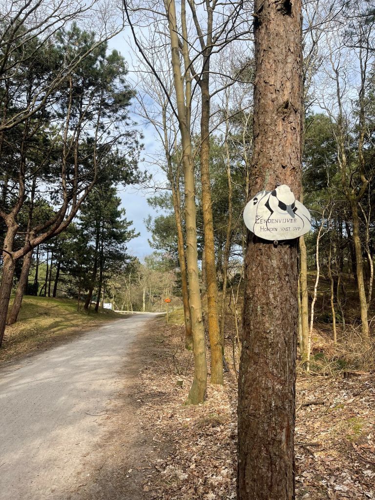 Ententeich Hollum - VVV Ameland