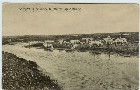 Schapen met herder op de buitenweide - VVV Ameland.jpg