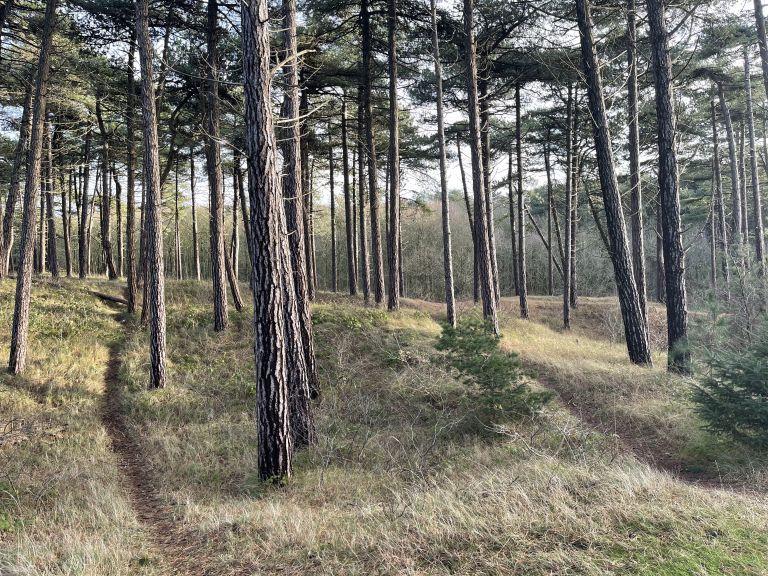 Spielen im Hollumer Wald
