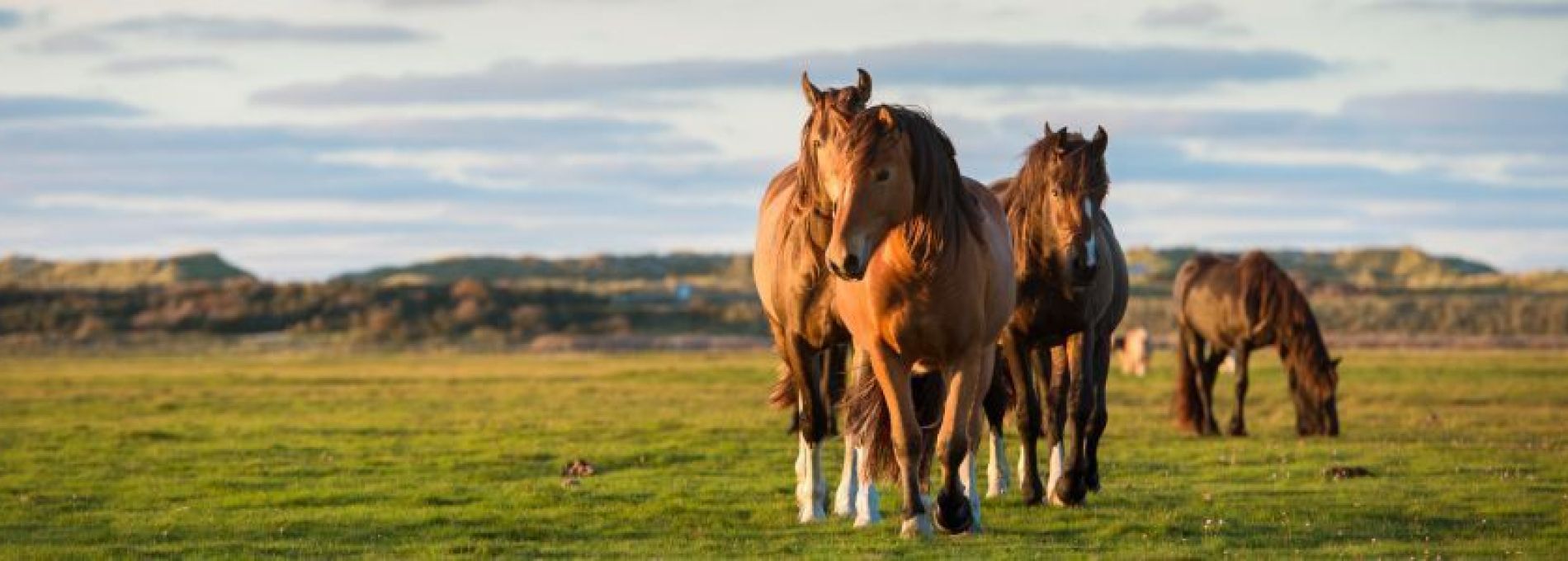 Häufig gestellte Fragen über Unterkünfte auf Ameland - VVV Ameland