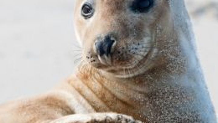 Sehen und Erleben auf Ameland