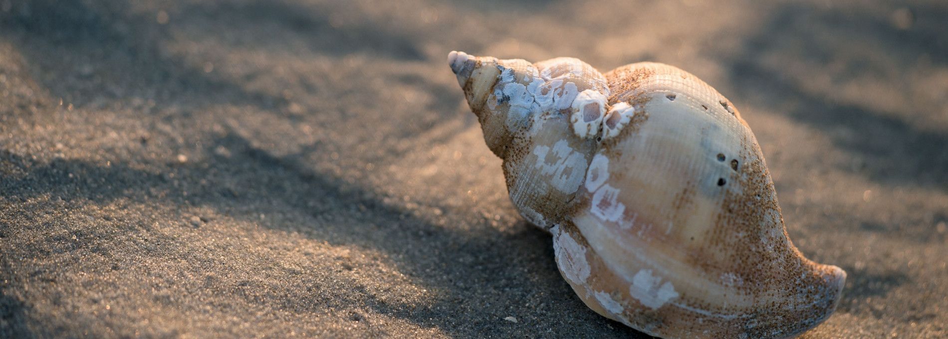 Zimmervermietung auf Ameland - VVV Ameland
