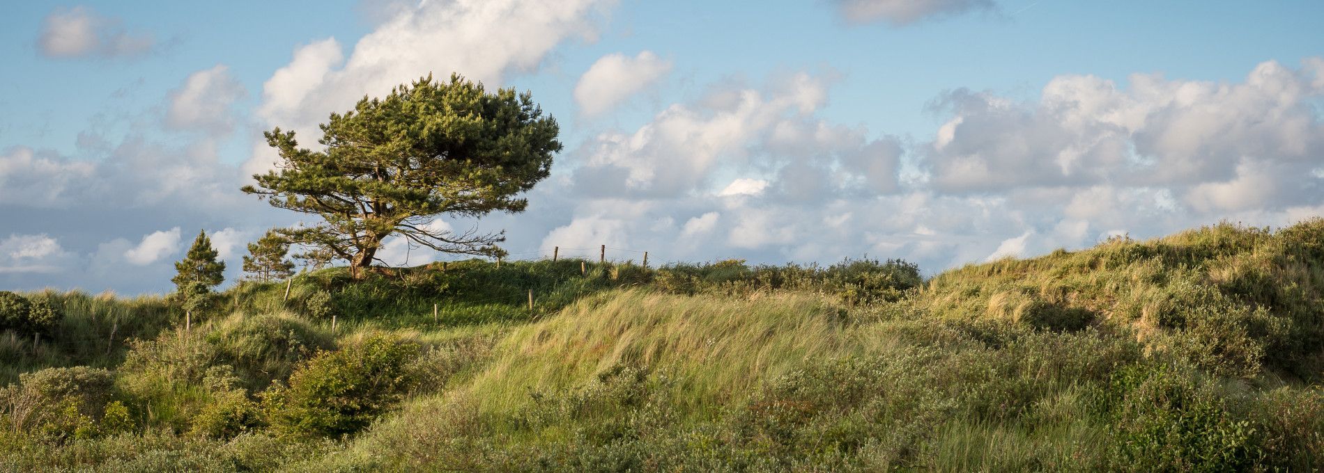 Ferienhäuser in einem Ferienpark - VVV Ameland