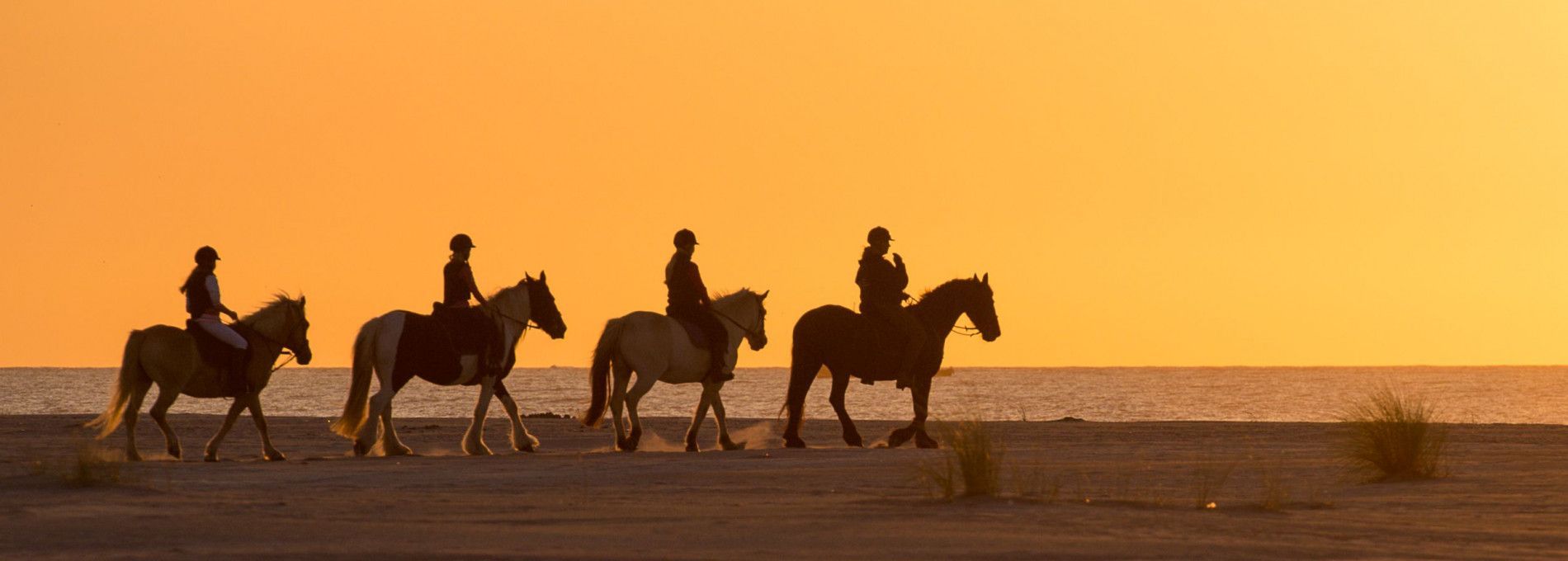 Reiten auf Ameland - VVV Ameland