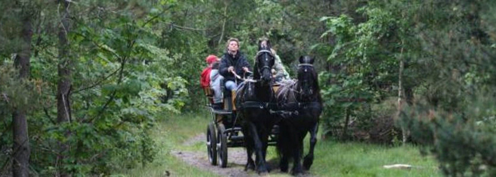 Stal van Buren - Gesellschaftskutschfahrten Vermietung auf Ameland