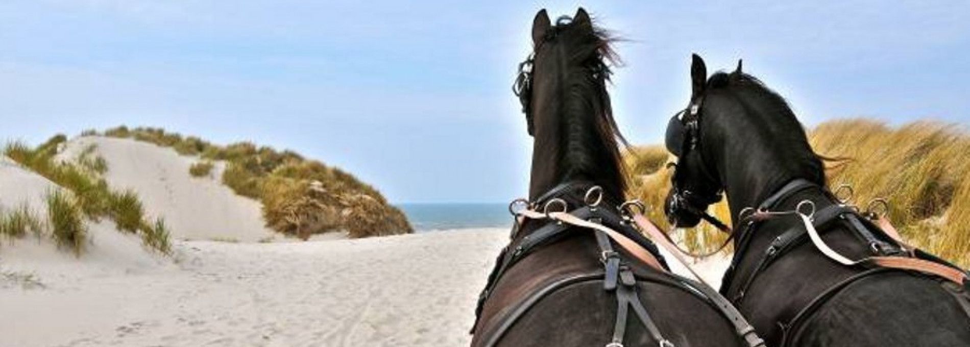 Stal van Buren - Gesellschaftskutschfahrten Vermietung - VVV Ameland