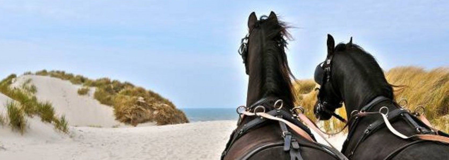 Stal van Buren - Gesellschaftskutschfahrten Vermietung Ameland