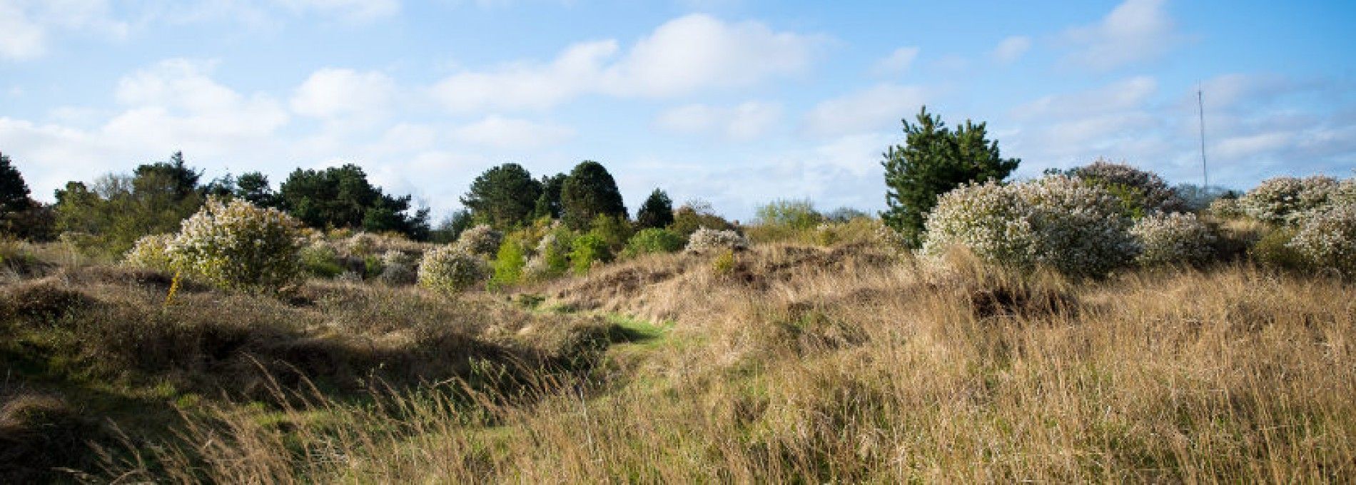 Exkursion Wald und Dünen Ameland