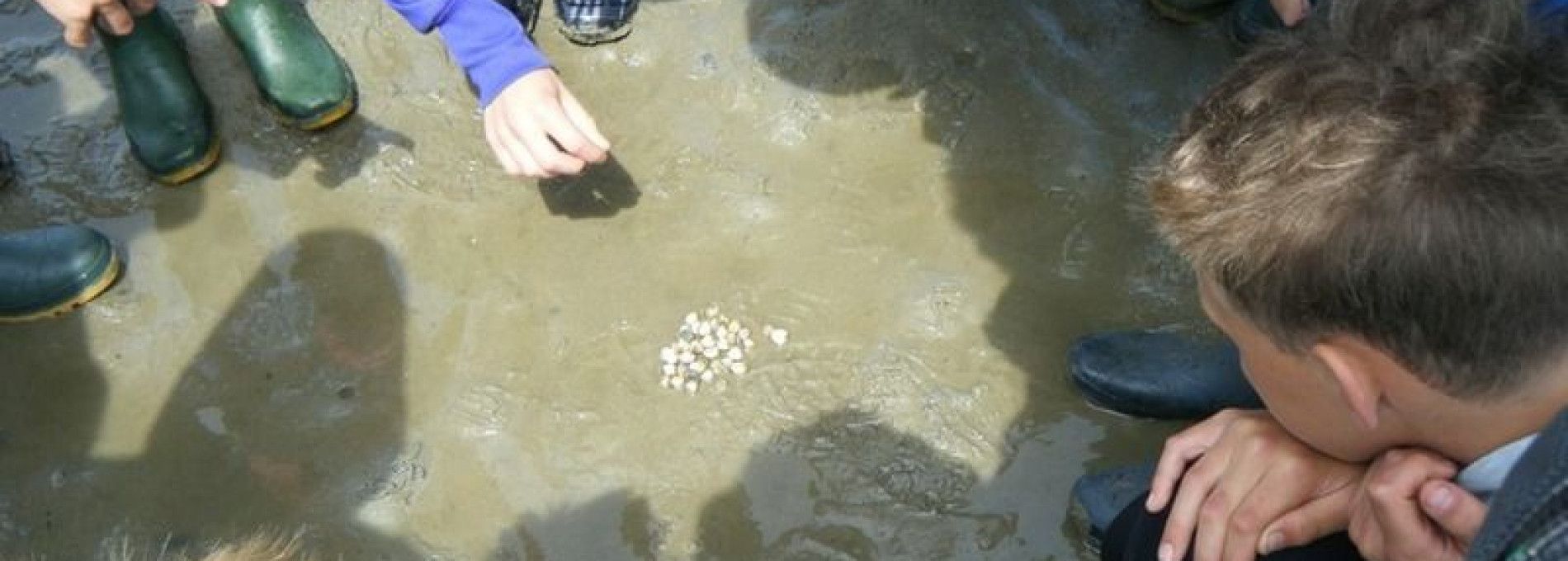 Mini Wattexkursion - VVV Ameland