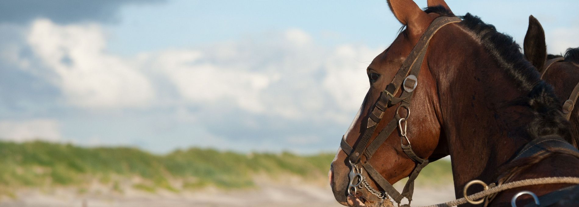 Vorführung des Pferderettungsbootes - VVV Ameland