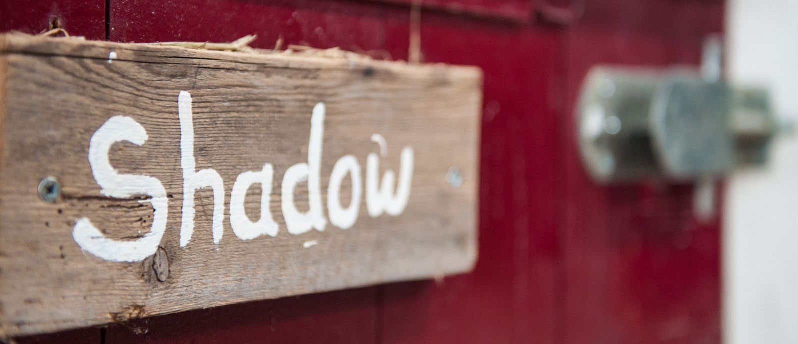 Tickets den Filmset von Mein Freund Shadow - Webshop VVV Ameland