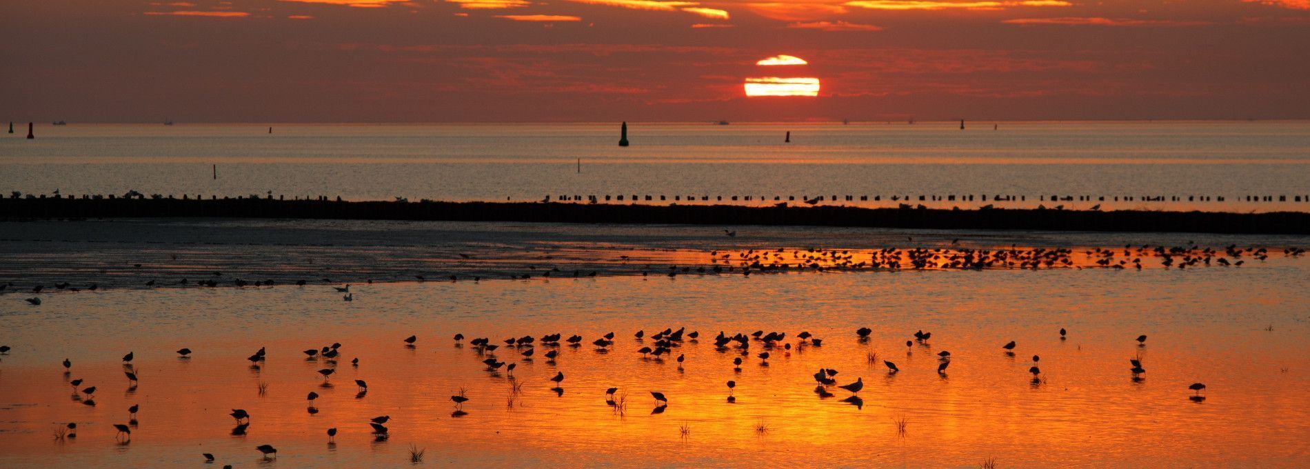 Das Watt - VVV Ameland