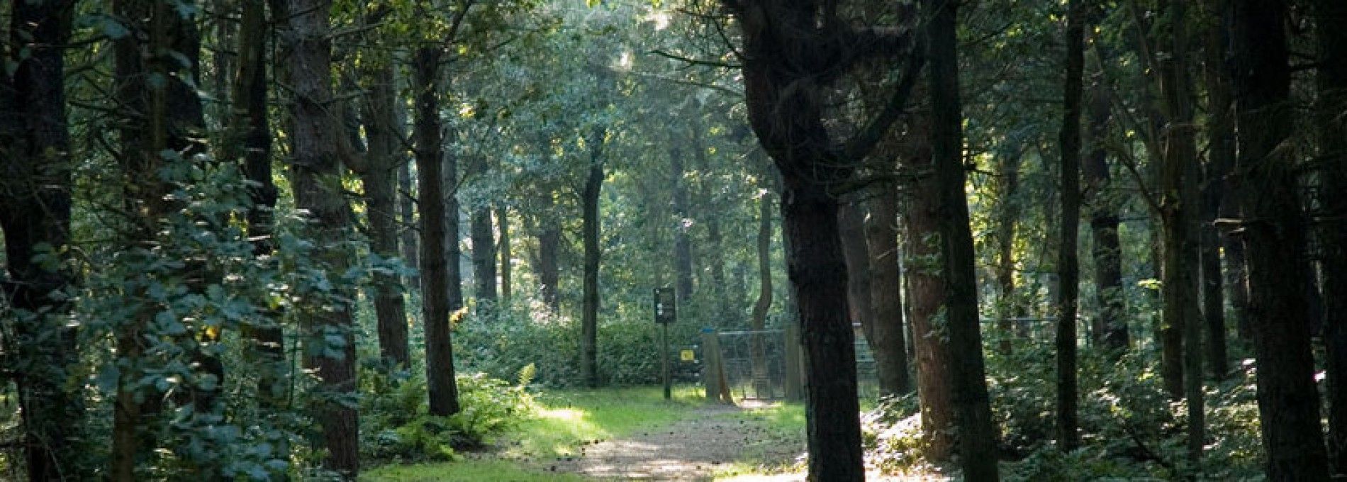 Staatsbosbeheer Ameland