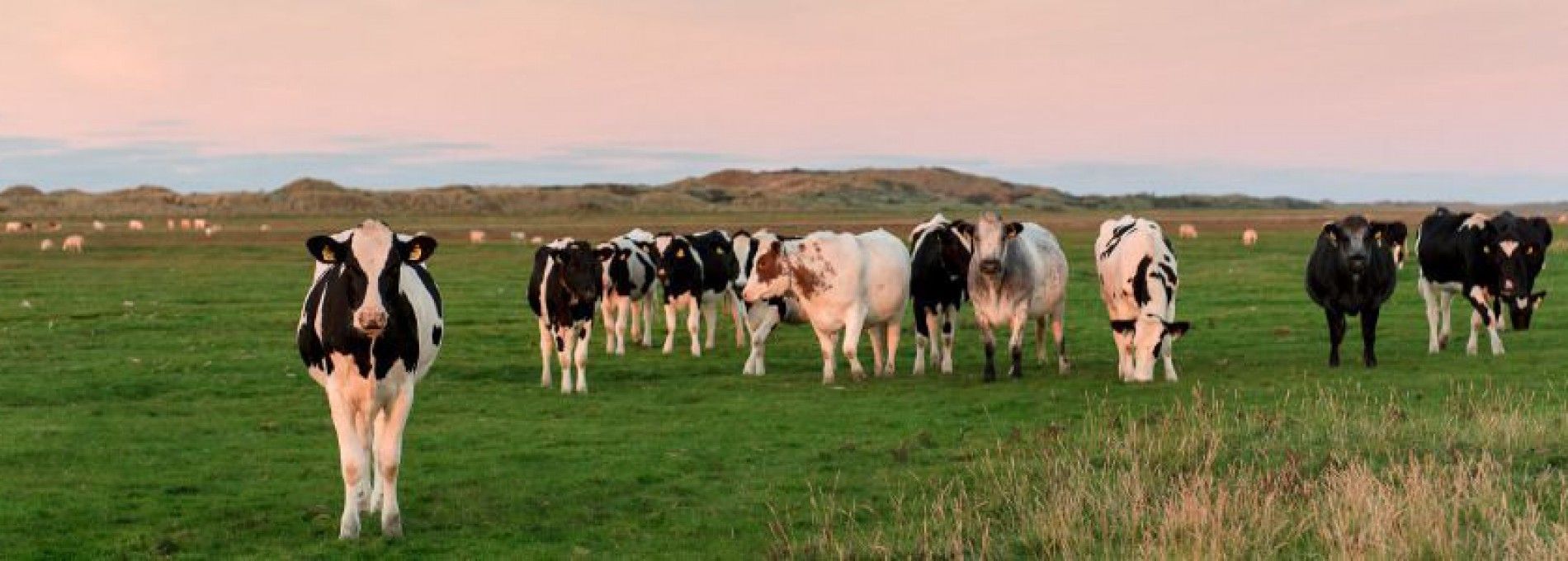 Tierarzt Ameland