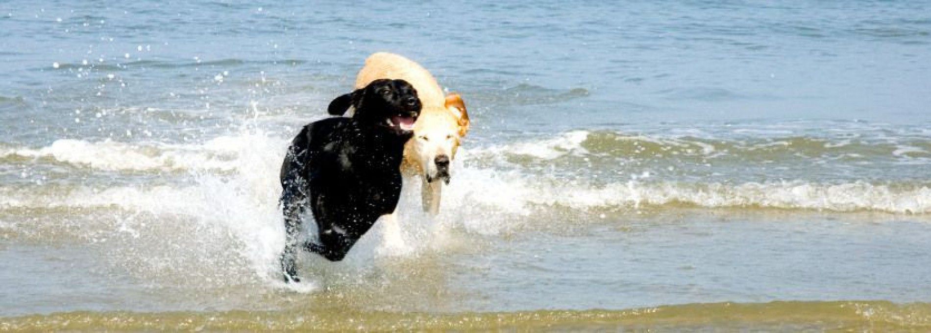 Dierenambulance op Ameland - VVV Ameland