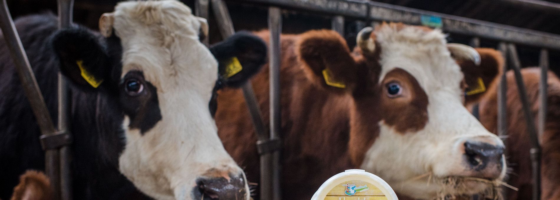 Ameländer, biologisch Rindfleisch - Ameländer Produkte - VVV Ameland
