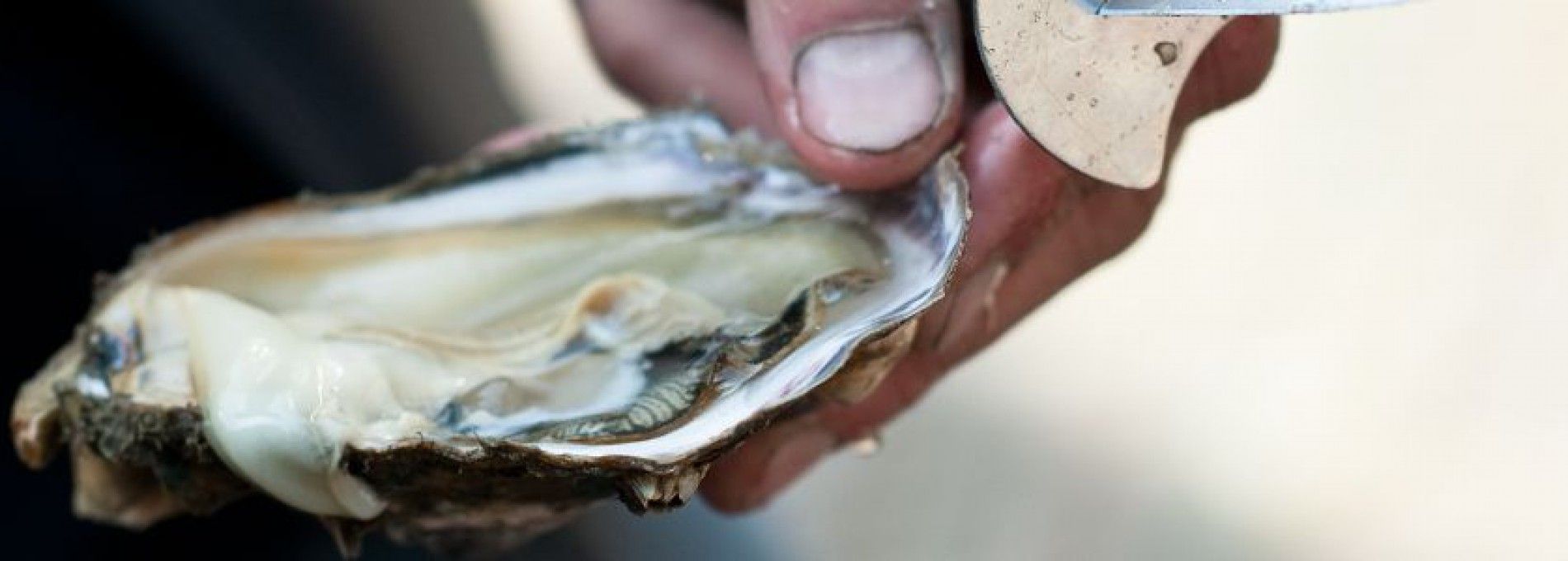 Ameländer Austern, Meeräsche und Seebarsch - Ameländer Produkte - VVV Ameland