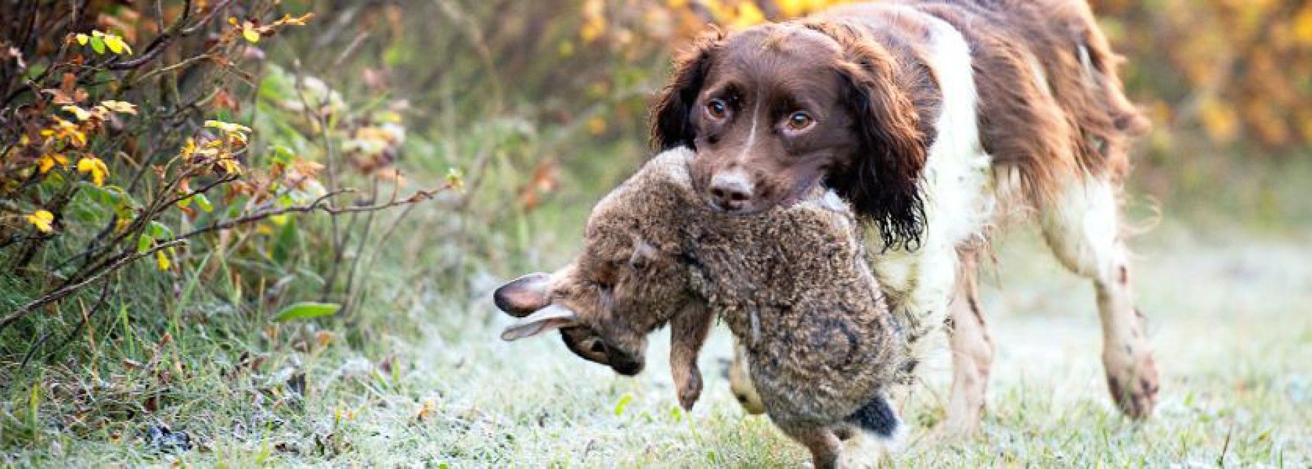 Ameländer Kaninchen - Ameländer Produkte - VVV Ameland