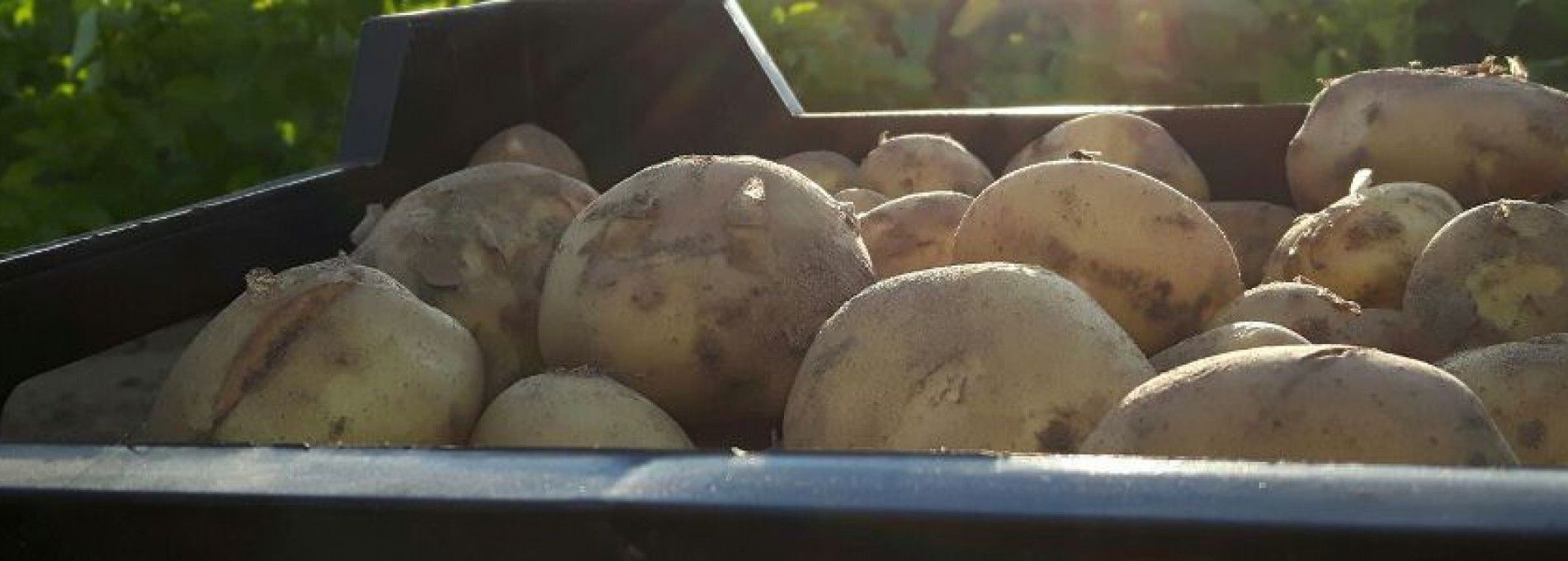 Amelander Kartoffeln - Ameländer Produkte - VVV Ameland