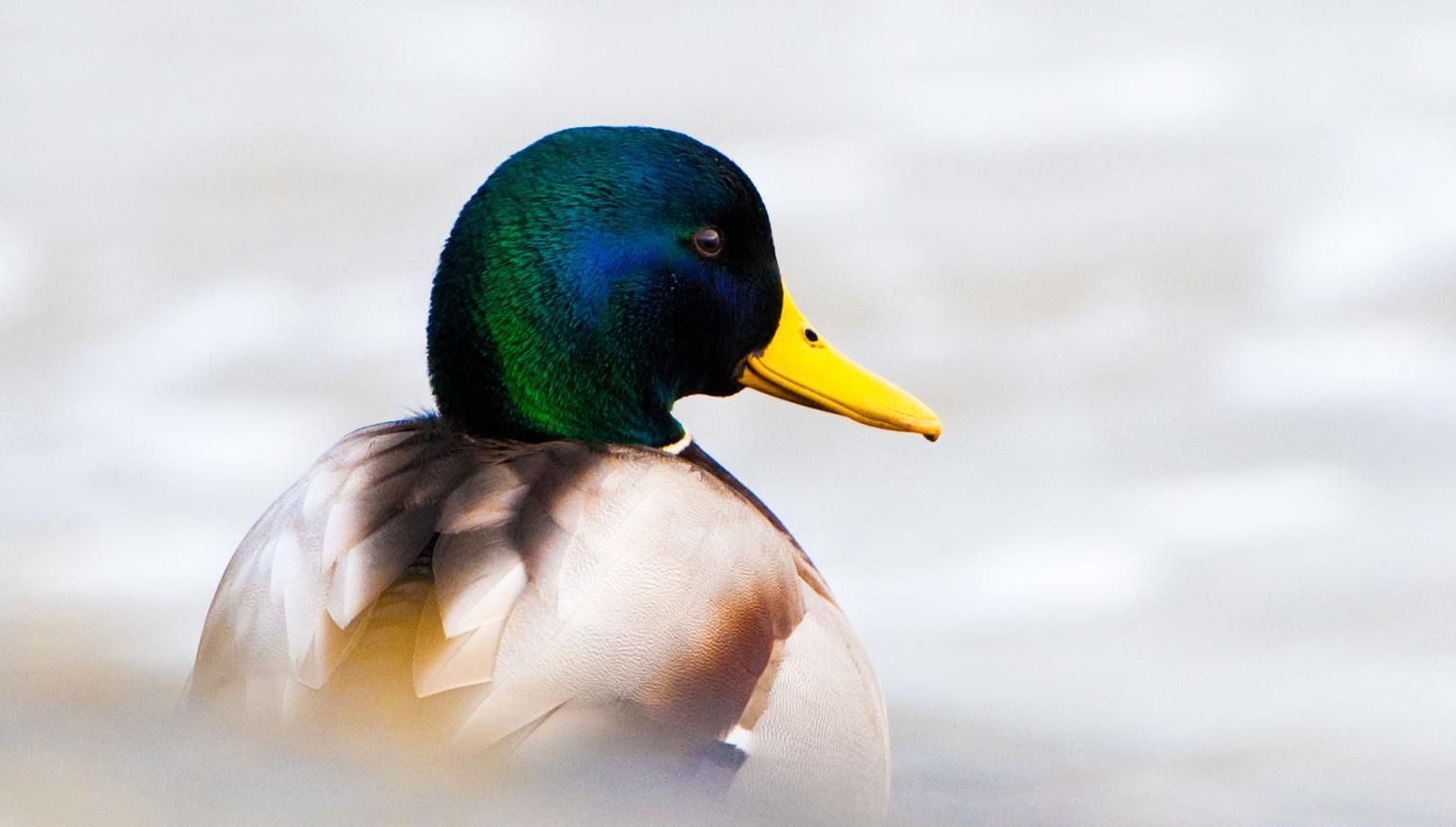 Ententeich Hollum - VVV Ameland