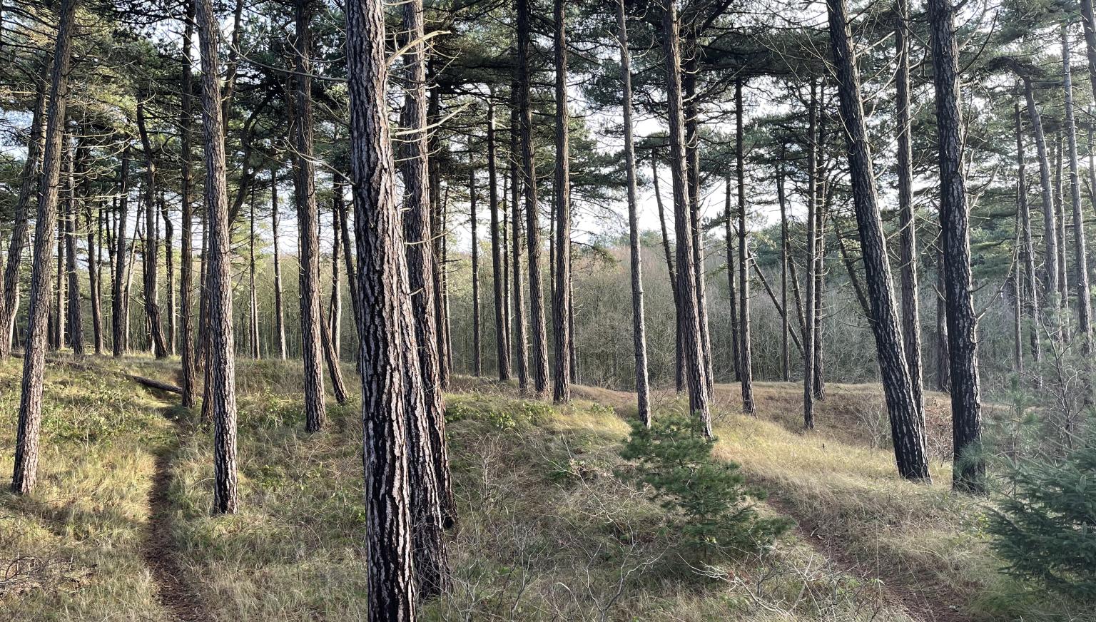 Der Hollumer Wald - VVV Ameland