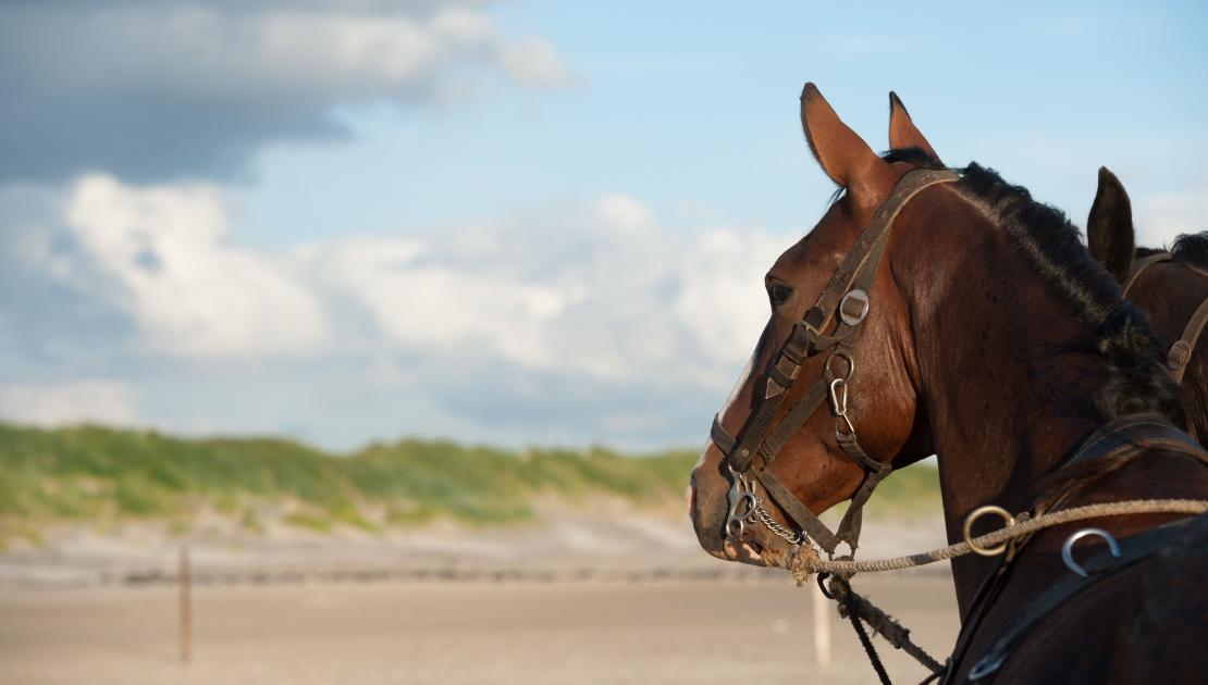 Vorführung des Pferderettungsbootes - VVV Ameland