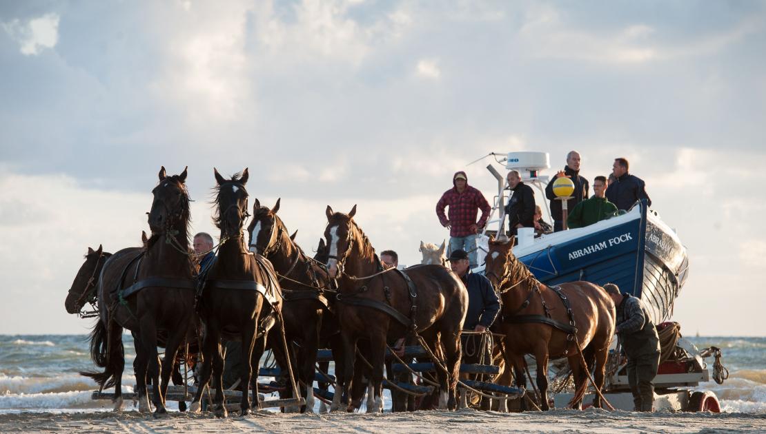 Vorführung des Pferderettungsbootes - VVV Ameland