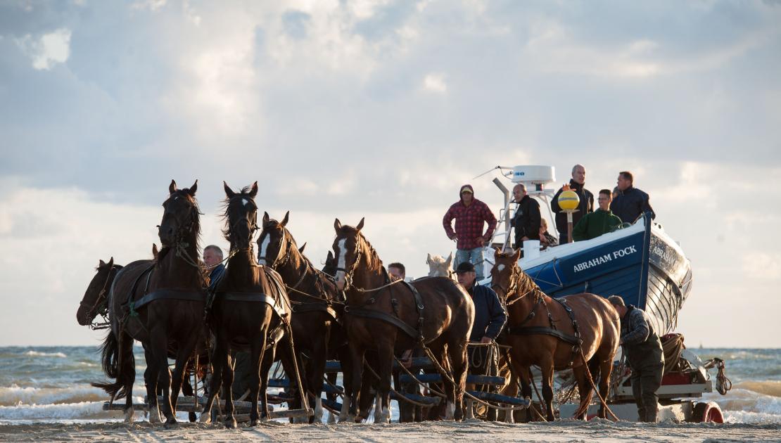 Vorführung des Pferderettungsbootes - VVV Ameland 