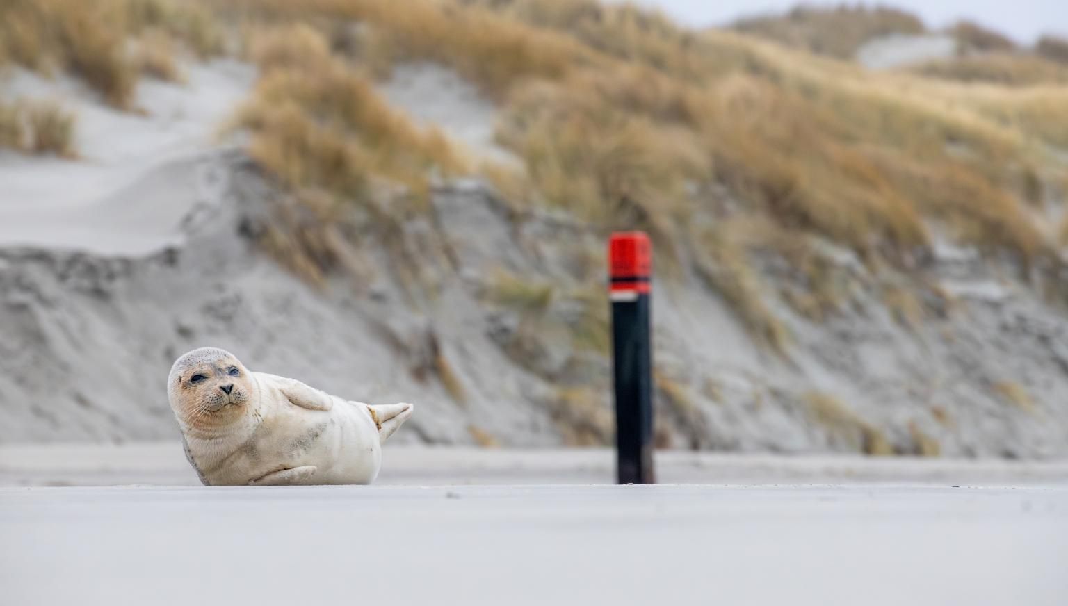 Die Robbe - VVV Ameland 